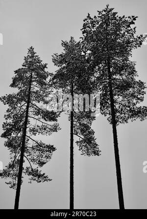 Drei hohe, dünne immergrüne Kiefern vor dem farblosen grauen Himmel Stockfoto