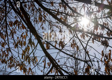Das alte trockene Eichenblatt, das an den Ästen hing, fiel vom Herbst und sackte bis zum Frühlingslaub auf dem Eichenbaum Stockfoto