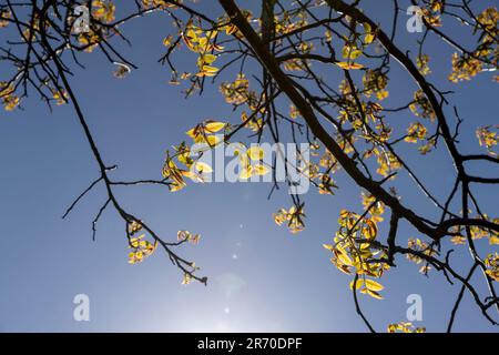 Das erste Laub auf einer Walnuss blüht mit langen Blumen, sonniges klares Wetter in einem Obstgarten mit blühenden Walnüssen Stockfoto