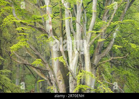 Weitläufige Stämme und Zweige und grüne Blätter eines alten britischen Buchenbaums (Fagus sylvatica) in einem Waldwald in Kinclaven Wood, Schottland, Großbritannien Stockfoto