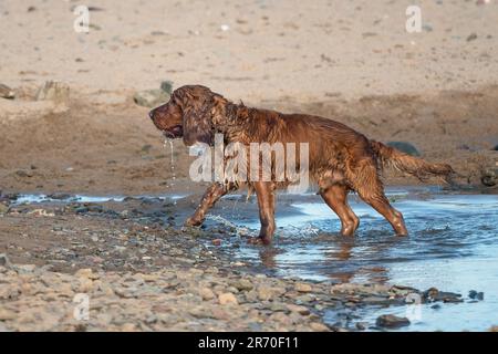 Cocker-Spaniel-Hund, der sich nach dem Baden im Meer amüsiert hat Stockfoto