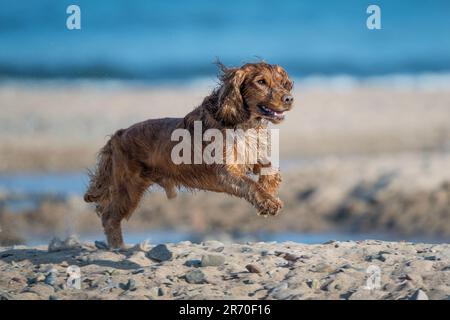 Cocker Spaniel Dog in Aktion, nachdem er nass wurde und in die Luft gesprungen ist und am Meer spielte, am Freshwater East Beach, Pembrokeshire, in der Sonne, w Stockfoto