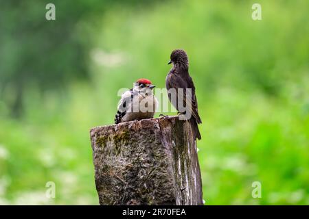 Junger Mann, großer Specht, Dendrocopos Major, hoch oben auf einem Torpfosten, mit Blick auf einen jungen Star, Sturnus vulgaris Stockfoto