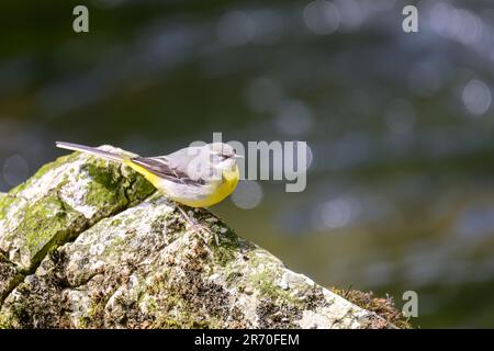 Grauer Schwanz, Motacilla cinerea, hoch oben auf einem Felsen in einem Fluss. Stockfoto