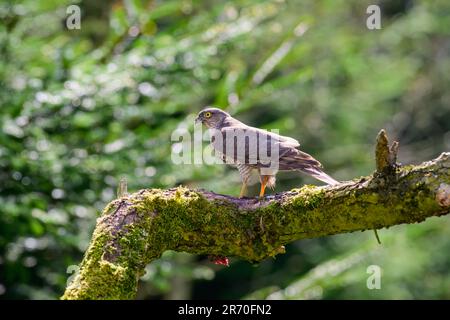 Weiblicher Sparrowhawk, Accipiter nisus, hoch oben auf einem moosbedeckten Ast Stockfoto