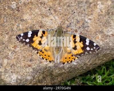 Ein gemalter Schmetterling (Vanessa cardui), der sich auf einem Felsen auf dem Gipfel des Titterstone Clee Hill, Shropshire, Großbritannien, sonnt Stockfoto
