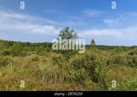 Sumpfgebiet mit Pflanzen im Sommer, Sümpfe mit verschiedenen Pflanzenarten im Sommer Stockfoto