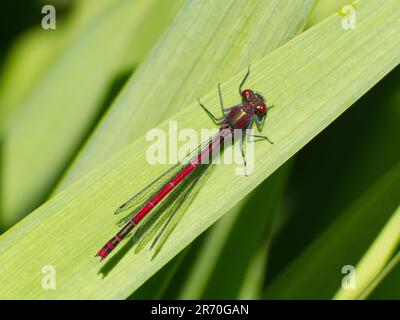 Männliche große rote Damselfliege (Pyrrhosoma nymphula) auf Irisblatt der Flagge Stockfoto