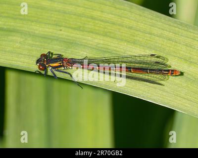 Weibliche große rote Damselfliege (Pyrrhosoma nymphula) auf Irisblatt der Flagge Stockfoto