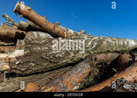 Ein Haufen Schnittholz nach der Entwaldung, Holzernte auf dem Waldgebiet zur anschließenden Lieferung an den Betrieb Stockfoto