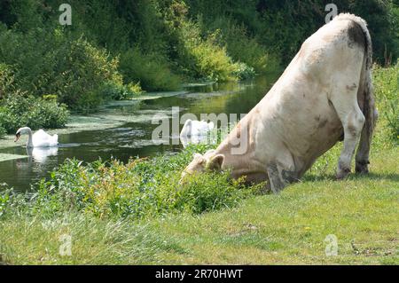 Dorney, Buckinghamshire, Großbritannien. 12. Juni 2023. Eine Kuh greift in den Graben von Roundmoor, um Unkraut zu essen. Die Überschwemmungen auf Dorney Common in Buckinghamshire werden immer schlimmer und haben Probleme mit einigen Rindern und ihren Hufen verursacht. Die Einheimischen im nahegelegenen Dorf Eton Wick sind besorgt und sagen, dass sie die Überschwemmungen noch nie so schlimm erlebt haben. Viele Einheimische glauben, dass der angebliche Grund für die Überschwemmung darin liegt, dass das Wasser der Themse in den Roundmoor Graben eindringt, der entlang und durch Dorney Common verläuft. Kredit: Maureen McLean/Alamy Live News Stockfoto