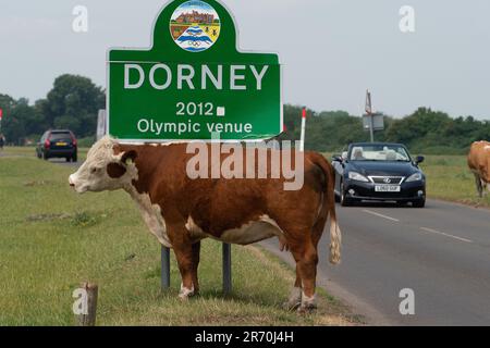 Dorney, Buckinghamshire, Großbritannien. 12. Juni 2023. Eine Kuh wartet auf einen Kratzer auf dem Dorney-Schild. Die Überschwemmungen auf Dorney Common in Buckinghamshire werden immer schlimmer und haben Probleme mit einigen Rindern und ihren Hufen verursacht. Die Einheimischen im nahegelegenen Dorf Eton Wick sind besorgt und sagen, dass sie die Überschwemmungen noch nie so schlimm erlebt haben. Viele Einheimische glauben, dass der angebliche Grund für die Überschwemmung darin liegt, dass das Wasser der Themse in den Roundmoor Graben eindringt, der entlang und durch Dorney Common verläuft. Kredit: Maureen McLean/Alamy Live News Stockfoto