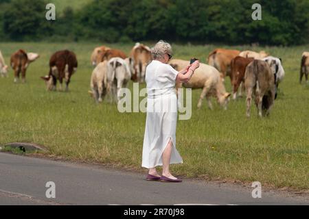 Dorney, Buckinghamshire, Großbritannien. 12. Juni 2023. Eine Dame hält an, um Fotos von Rindern zu machen. Die Überschwemmungen auf Dorney Common in Buckinghamshire werden immer schlimmer und haben Probleme mit einigen Rindern und ihren Hufen verursacht. Die Einheimischen im nahegelegenen Dorf Eton Wick sind besorgt und sagen, dass sie die Überschwemmungen noch nie so schlimm erlebt haben. Viele Einheimische glauben, dass der angebliche Grund für die Überschwemmung darin liegt, dass das Wasser der Themse in den Roundmoor Graben eindringt, der entlang und durch Dorney Common verläuft. Kredit: Maureen McLean/Alamy Live News Stockfoto