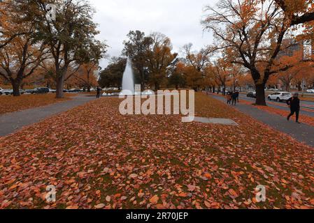 6. Juni 2023, Melbourne, Victoria, Australien: Eine attraktive atemberaubende Aussicht auf die Herbstblätter auf dem Grasbett, während Australier die Herbstsaison in den Alexandra Gardens in der Nähe des Yarra River in Melbourne genießen. Alexandra Gardens ist Teil der Domain Parklands. Die Gärten befinden sich in einer Gegend neben dem Yarra River. Zu den wichtigsten Merkmalen der Gärten gehören die Linie der historischen Ruderboathouses mit Blick auf den Fluss und der Riverslide Skate Park. Ab 1896 wurde unter der Leitung des Ingenieurs Carlo Catani ein neuer Kanal zur Begradigung des Flusses geschaffen, und die Sümpfe und Lagunen wurden mit Verderben aus den Kanalwerken gefüllt. Stockfoto