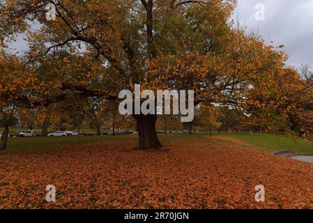 6. Juni 2023, Melbourne, Victoria, Australien: Eine attraktive atemberaubende Aussicht auf die Herbstblätter auf dem Grasbett, während Australier die Herbstsaison in den Alexandra Gardens in der Nähe des Yarra River in Melbourne genießen. Alexandra Gardens ist Teil der Domain Parklands. Die Gärten befinden sich in einer Gegend neben dem Yarra River. Zu den wichtigsten Merkmalen der Gärten gehören die Linie der historischen Ruderboathouses mit Blick auf den Fluss und der Riverslide Skate Park. Ab 1896 wurde unter der Leitung des Ingenieurs Carlo Catani ein neuer Kanal zur Begradigung des Flusses geschaffen, und die Sümpfe und Lagunen wurden mit Verderben aus den Kanalwerken gefüllt. Stockfoto