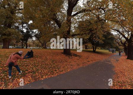 6. Juni 2023, Melbourne, Victoria, Australien: Eine attraktive atemberaubende Aussicht auf die Herbstblätter auf dem Grasbett, während Australier die Herbstsaison in den Alexandra Gardens in der Nähe des Yarra River in Melbourne genießen. Alexandra Gardens ist Teil der Domain Parklands. Die Gärten befinden sich in einer Gegend neben dem Yarra River. Zu den wichtigsten Merkmalen der Gärten gehören die Linie der historischen Ruderboathouses mit Blick auf den Fluss und der Riverslide Skate Park. Ab 1896 wurde unter der Leitung des Ingenieurs Carlo Catani ein neuer Kanal zur Begradigung des Flusses geschaffen, und die Sümpfe und Lagunen wurden mit Verderben aus den Kanalwerken gefüllt. Stockfoto