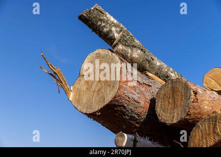 Ein Haufen Schnittholz nach der Entwaldung, Holzernte auf dem Waldgebiet zur anschließenden Lieferung an den Betrieb Stockfoto