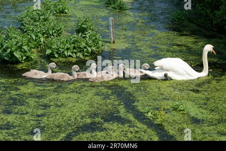 Dorney, Buckinghamshire, Großbritannien. 12. Juni 2023. Ein stolzer stummer Schwan und ihre sechs Zygneten schwimmen durch Unkraut auf dem Roundmoor Graben in Dorney. Kredit: Maureen McLean/Alamy Live News Stockfoto