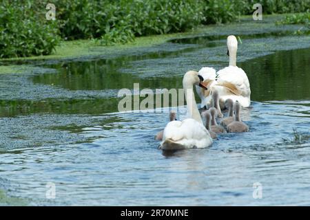 Dorney, Buckinghamshire, Großbritannien. 12. Juni 2023. Stolze stumme Schwaneneltern mit ihren sechs Zygneten auf dem Roundmoor Graben in Dorney. Kredit: Maureen McLean/Alamy Live News Stockfoto