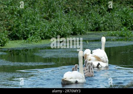 Dorney, Buckinghamshire, Großbritannien. 12. Juni 2023. Stolze stumme Schwaneneltern mit ihren sechs Zygneten auf dem Roundmoor Graben in Dorney. Kredit: Maureen McLean/Alamy Live News Stockfoto