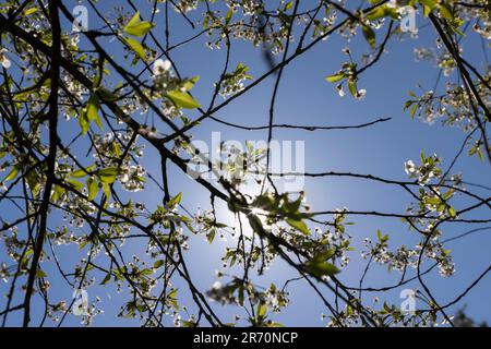 Das erste Laub auf einer Kirschblüte mit weißen Blüten im Frühling, sonniges klares Wetter in einem Obstgarten mit Kirschblüten Stockfoto