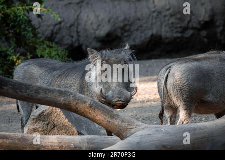 Eine Gruppe Warzenschweine versammelt sich in einer staubigen Umgebung und steht Seite an Seite Stockfoto