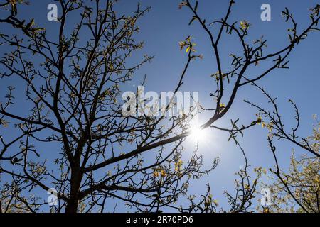 Das erste Laub auf einer Walnuss blüht mit langen Blumen, sonniges klares Wetter in einem Obstgarten mit blühenden Walnüssen Stockfoto