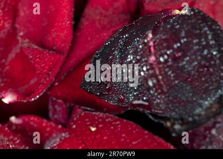 Eine große Anzahl roter Blütenblätter aus einer Rose im Wasser, rote Blütenblätter eines Rosenknospens, bedeckt mit Wassertropfen Stockfoto