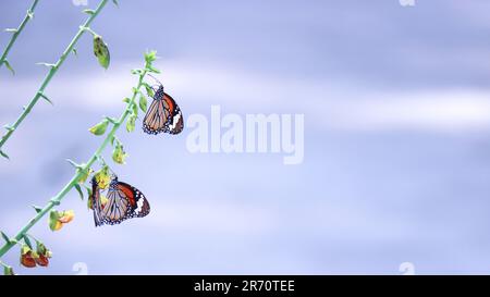 Schmetterling-Tiger (Danaus genutia) auf einer gelben Blume. Stockfoto