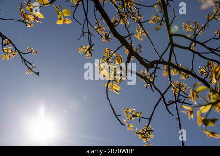 Das erste Laub auf einer Walnuss blüht mit langen Blumen, sonniges klares Wetter in einem Obstgarten mit blühenden Walnüssen Stockfoto