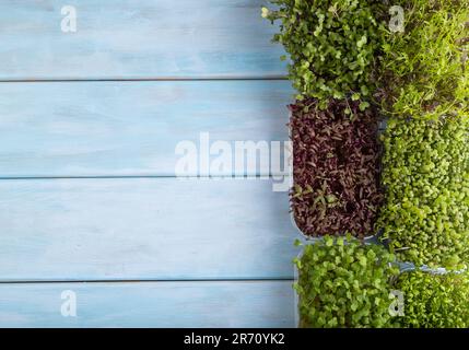 Set mit mikrogrünen Sprossen aus Amaranth, Rucola, Brunnenkresse, Senf, mizuna und Kohlrabi-Kohl auf blauem Holzhintergrund. Draufsicht, flach Stockfoto