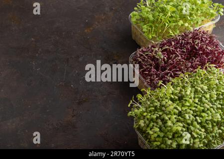 Set mit Kisten mit mikrogrünen Amaranthen-, Rucola- und Senfsprossen auf schwarzem Betonhintergrund. Seitenansicht, Kopierbereich. Stockfoto