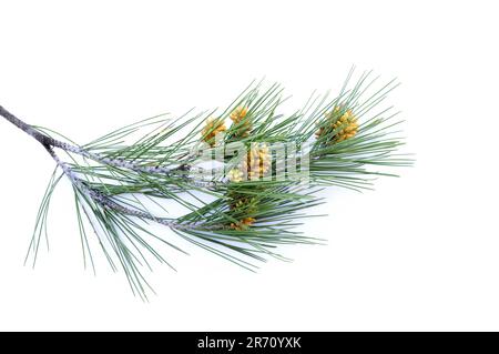 Studiofoto der Blätter, Zweige und Früchte des Pinus halepensis-Baumes, gebräuchlicher Name Aleppo-Kiefer auf isoliertem weißem Hintergrund Stockfoto