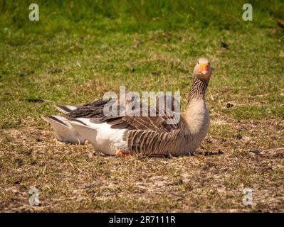 Zwei Gänse aus Greylag, die auf Gras sitzen und ihre beiden Gänse beschützen. UK Stockfoto