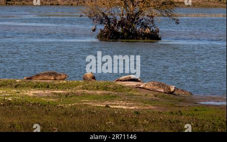 Eine kleine Gruppe von Seehunden, die am Ufer des Greatham Creek gelegen sind, Teil des Teesside International Nature Reserve. Stockfoto