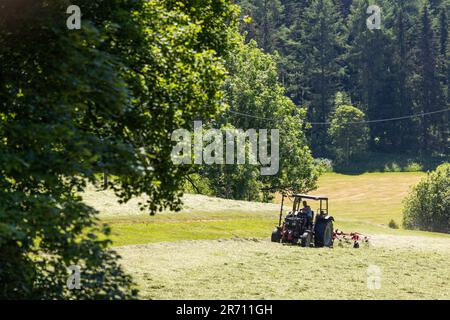 12. Juni 2023, Baden-Württemberg, Schönwald im Schwarzwald: Ein Landwirt fährt einen Traktor über eine zuvor gemähte Wiese und wendet das Gras, um Heu zu erzeugen. Das anhaltend warme und trockene Wetter bietet gute Bedingungen für die Heuernte, selbst in einer Höhe von ca. 1000 Metern. Foto: Philipp von Ditfurth/dpa Stockfoto