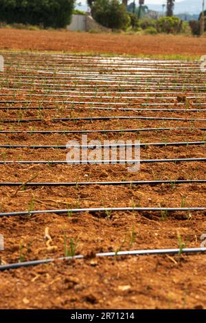 Bewässerungssystem mit kleinen aufstrebenden Pflanzen auf sehr trockenem Boden Stockfoto