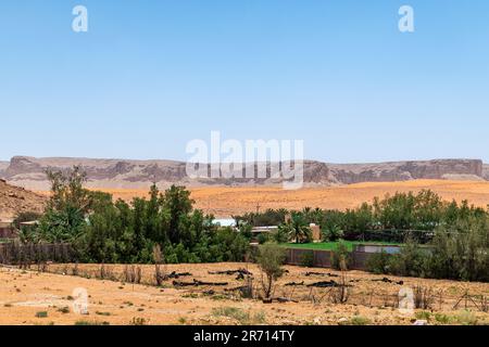 Dünen und Date Farm Landschaft Stockfoto