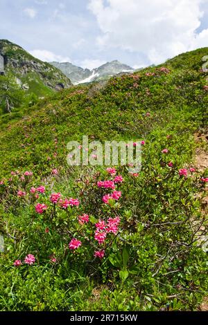 Die Schweiz. Kanton Tessin. Robiei. rhododendron Stockfoto