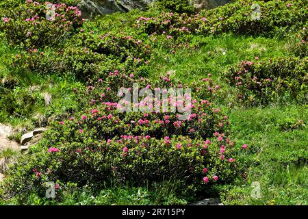 Die Schweiz. Kanton Tessin. Robiei. rhododendron Stockfoto