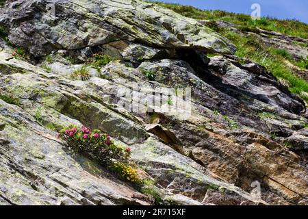 Die Schweiz. Kanton Tessin. Robiei. rhododendron Stockfoto