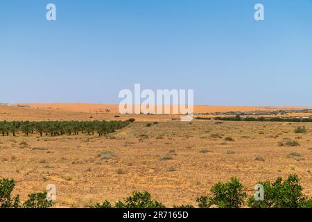 Dünen und Date Farm Landschaft Stockfoto