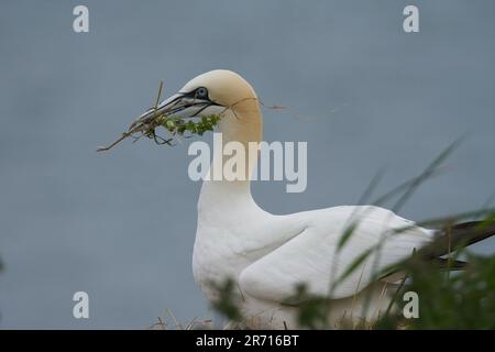 Gannet (Morus bassanus) sammelt Nestmaterialien, RSPB Bempton Cliffs, East Riding, Yorkshire Stockfoto