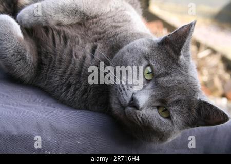 Lernen Sie meine wunderschöne Katze namens Florence kennen, sie ist eine komplett graue Moggy, sieht aber aus wie ein belgisches Blau!! Glück Gehabt!! Sie liebt die Natur und Abenteuer!!!!! Stockfoto