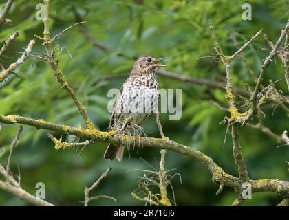 Song Thrush (Turdus philomelos) im Danes Dyke Nature Reserve, Flamborough, East Riding, Yorkshire Stockfoto