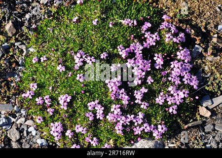 Spitsbergen. spitzbergen. die örtliche norwegische Flora palemonium borealis Stockfoto