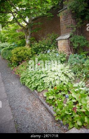 Hosta-Pflanzen wachsen in den Sommermonaten im Schatten der formellen Grenzen eines ummauerten Gartens in blühenden Sträuchern und Pflanzen Stockfoto