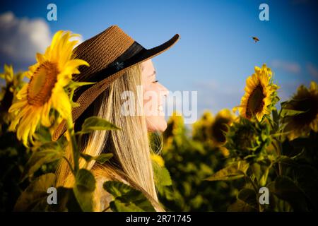 Ensaio fotográfico no campo de girassóis, Região do PAD/DF, Brasília, Brasilien. Stockfoto