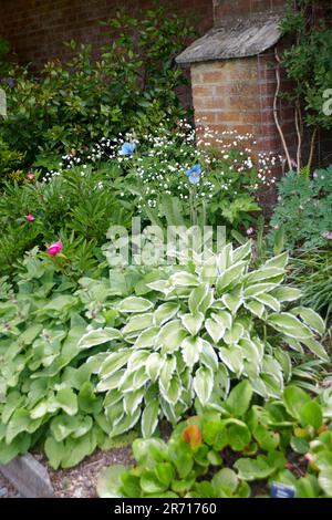 Hosta-Pflanzen wachsen in den Sommermonaten im Schatten der formellen Grenzen eines ummauerten Gartens in blühenden Sträuchern und Pflanzen Stockfoto