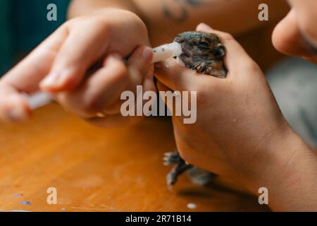 Ein Eichhörnchen trinkt Milch aus einer Spritze. Hochwertiges Foto Stockfoto
